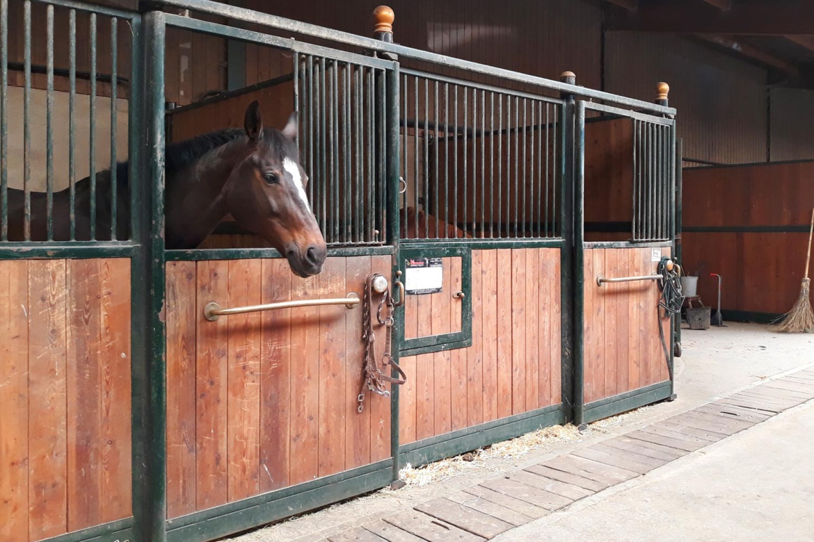 Chevaux en demi-pension