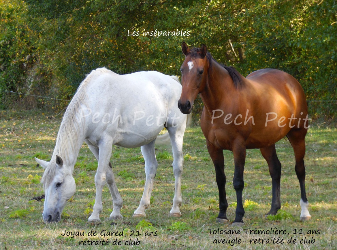 Notre beau Joyau tout blanc