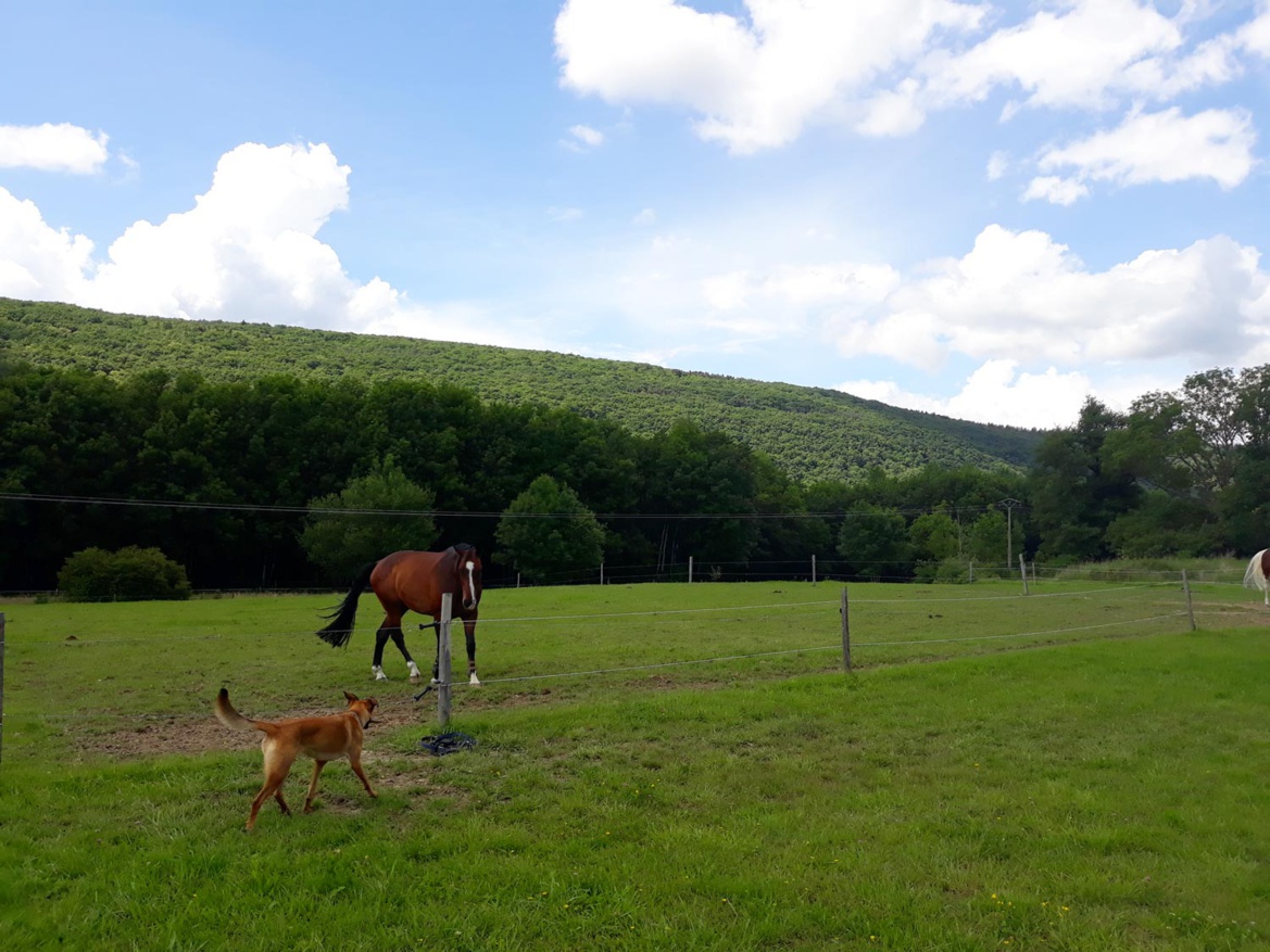 Green life ! Green life !