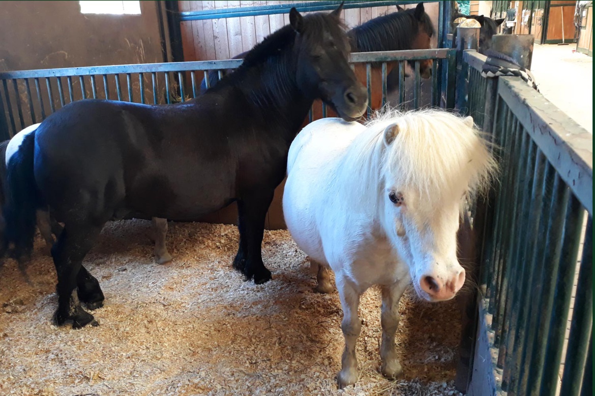 Mini poneys