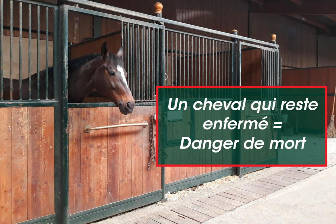 Le confinement pour nos équidés aux Écuries du Rosey