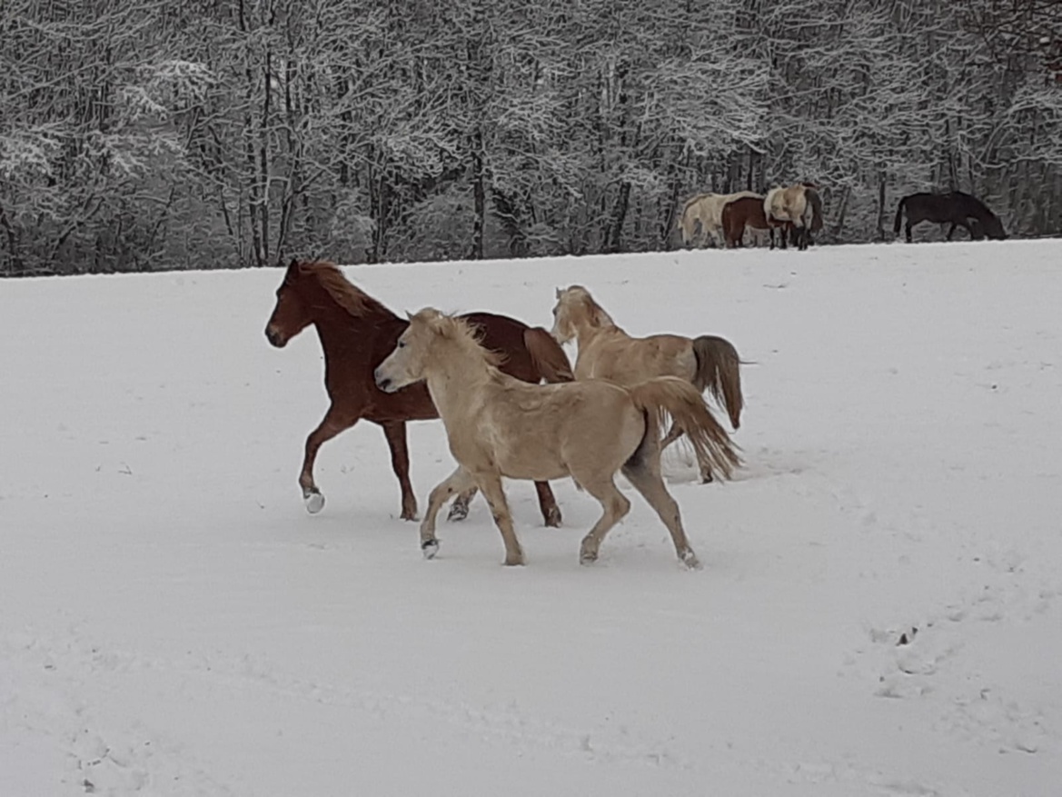 Il neige et les poneys de notre centre équestre des Écuries du Rosey s'en donnent à coeur joie !