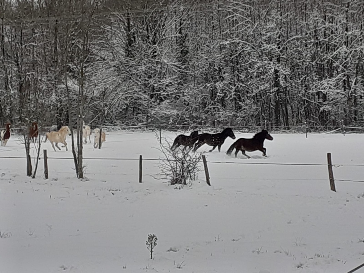 Il neige et les poneys de notre centre équestre des Écuries du Rosey s'en donnent à coeur joie ! Il neige et les poneys de notre centre équestre des Écuries du Rosey s'en donnent à coeur joie !