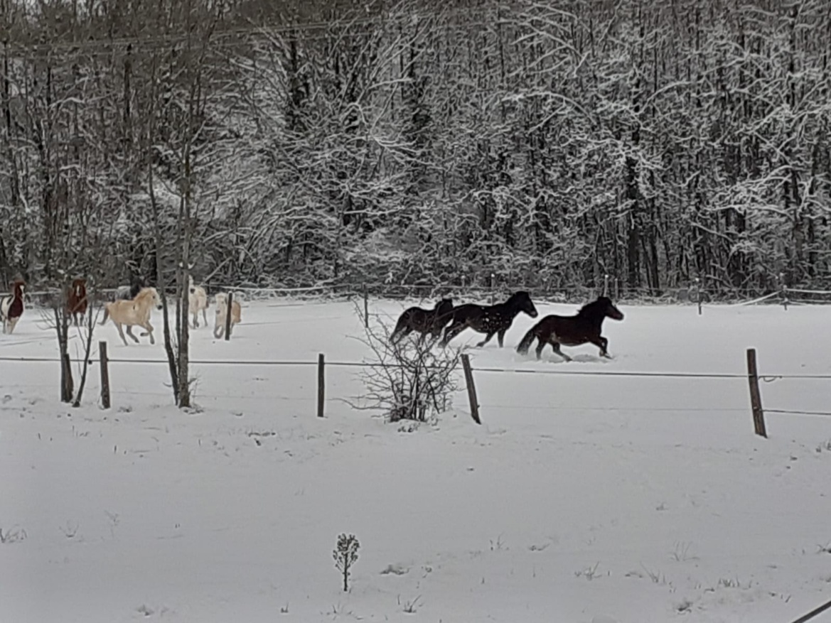 Il neige et les poneys de notre centre équestre des Écuries du Rosey s'en donnent à coeur joie !