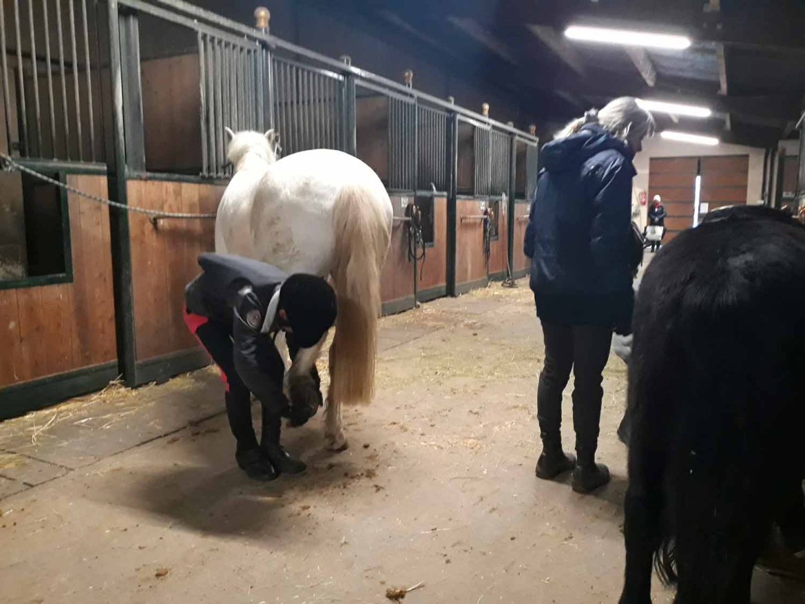 Préparation des poneys pour le cours d'équitation aux Écuries du Rosey
