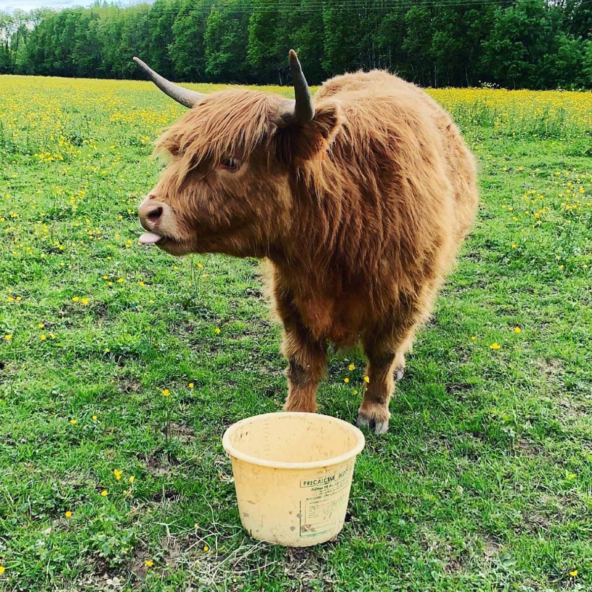 Molly notre nouvelle mascotte aux Écuries du Rosey !