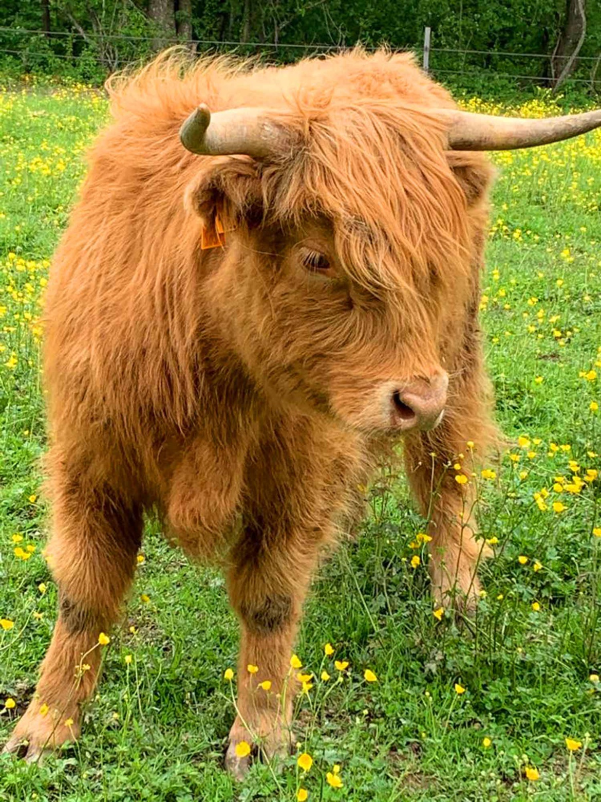Molly notre nouvelle mascotte aux Écuries du Rosey !
