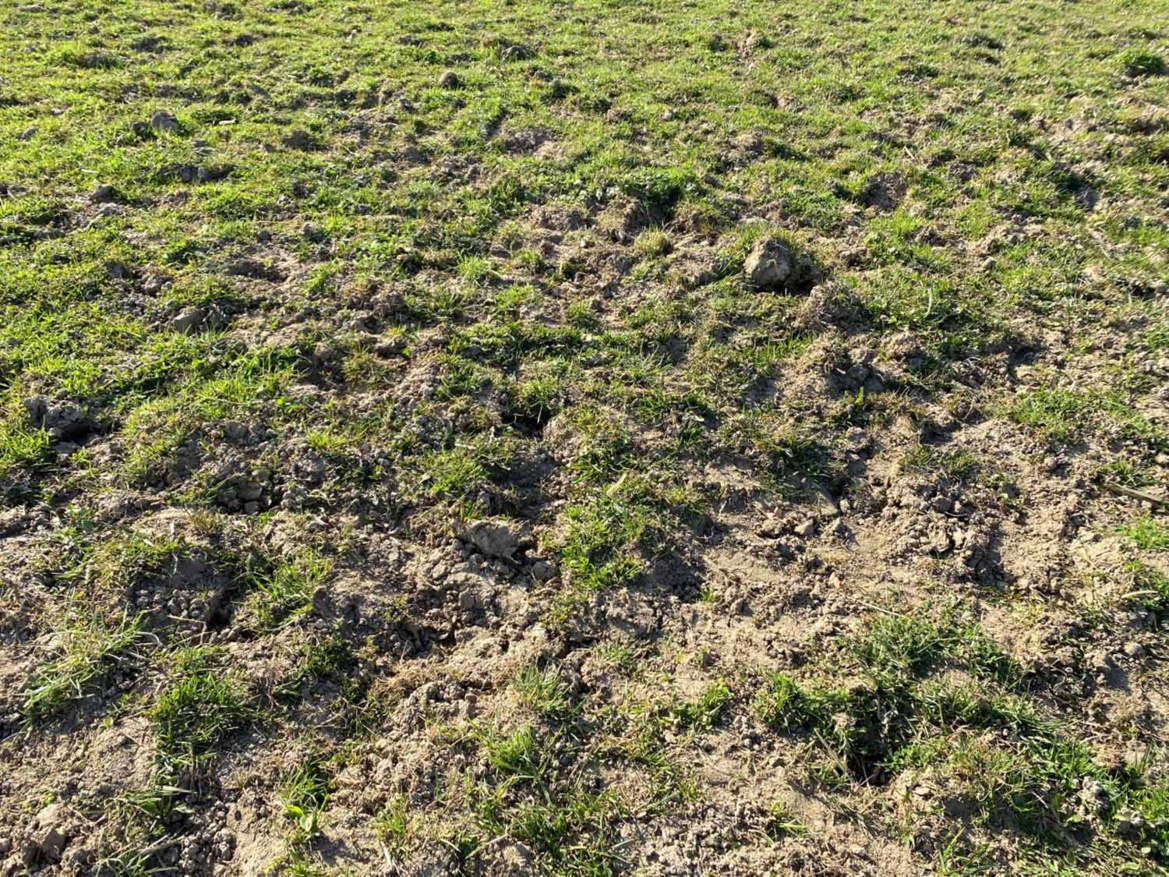 Entretien des parcs des Écuries du Rosey, école d'équitation à 5 min de Divonne les Bains