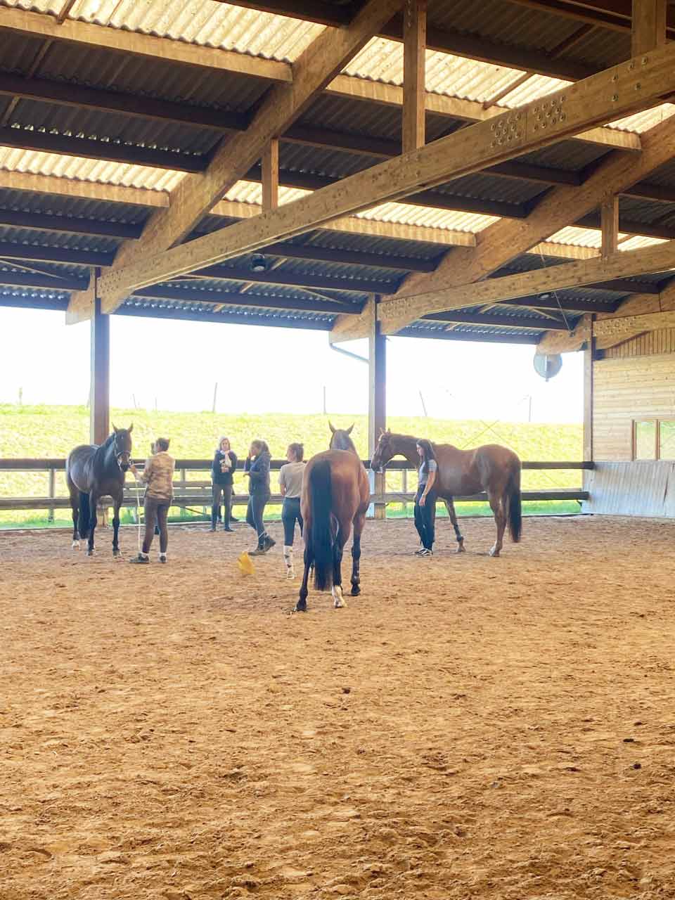 Approche éthologique aux Écuries du Rosey, centre équestre dans le pays de gex Approche éthologique aux Écuries du Rosey, centre équestre dans le pays de gex