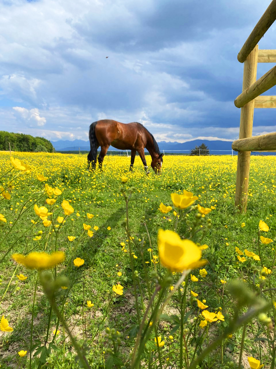 Magnifique le printemps aux Écuries du Rosey, poney club à 5min de Divonne les Bains