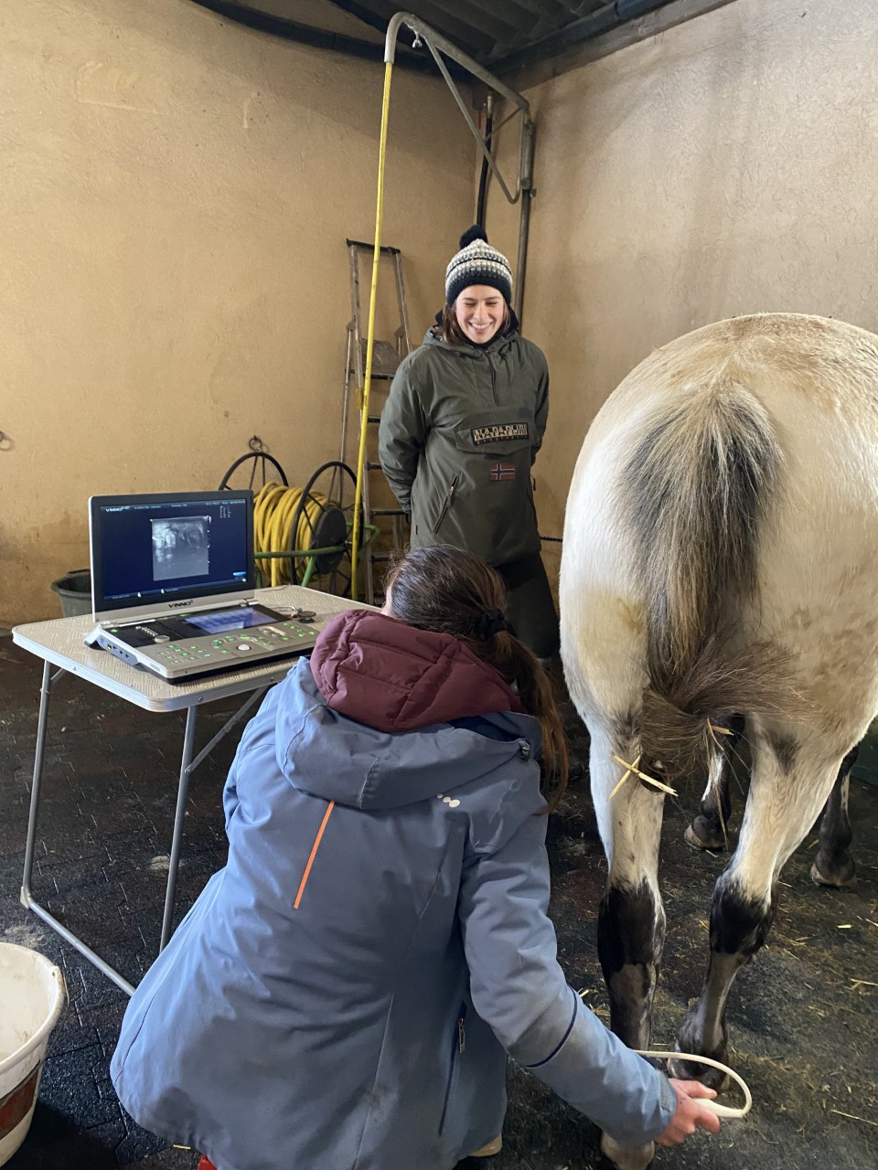 Soins des blessures dans notre école d'équitation