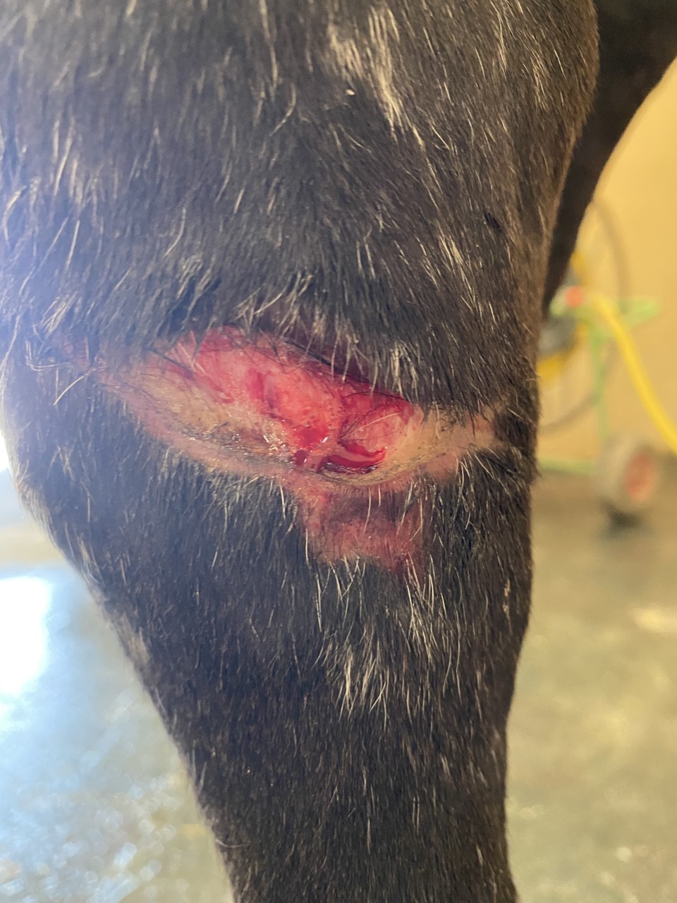 Soins des blessures dans notre école d'équitation Soins des blessures dans notre école d'équitation