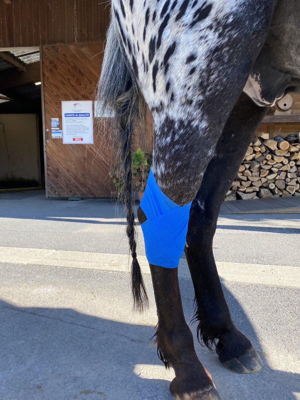 Soins des blessures dans notre école d'équitation Soins des blessures dans notre école d'équitation