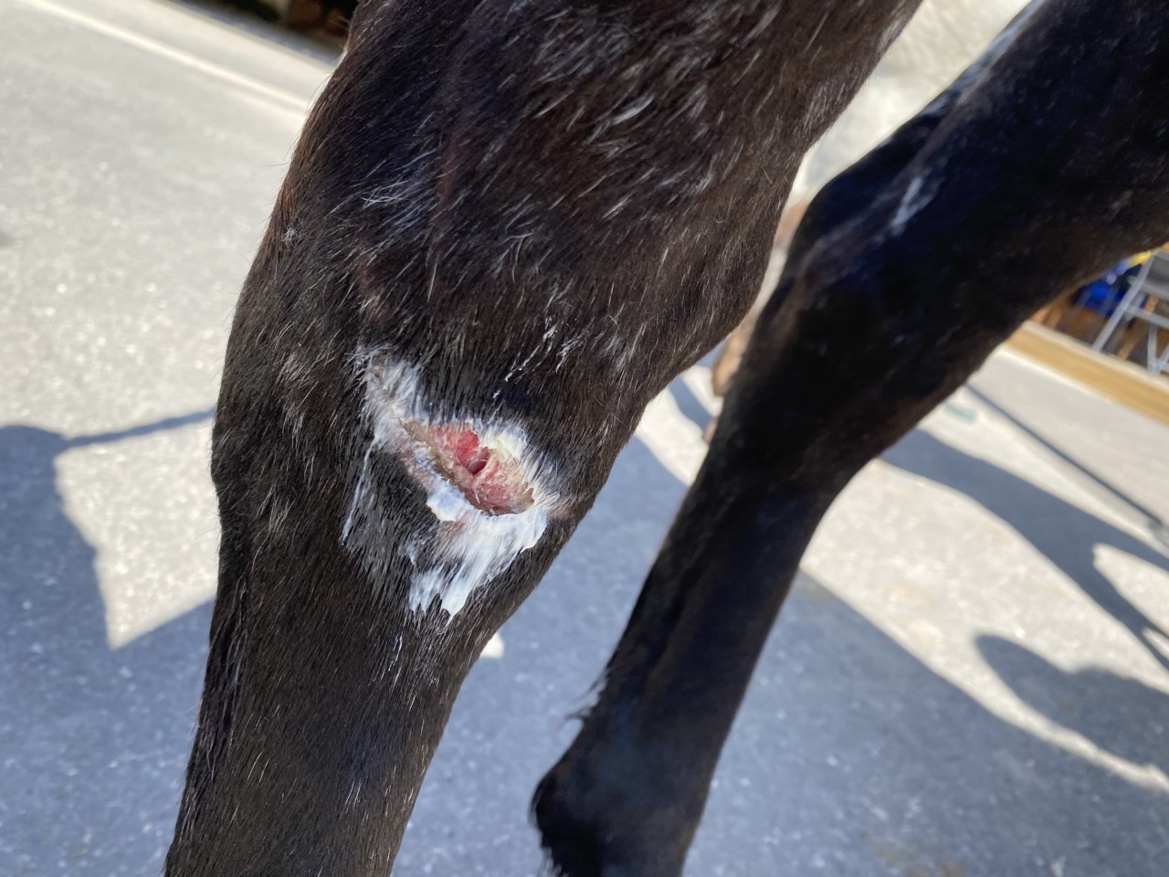 Soins des blessures dans notre école d'équitation