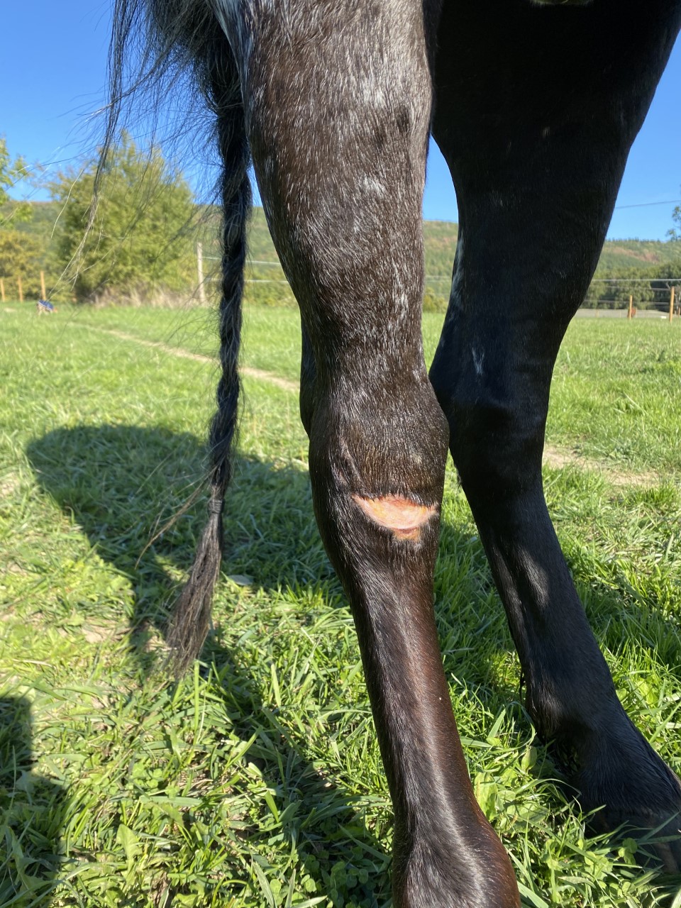 Soins des blessures dans notre école d'équitation