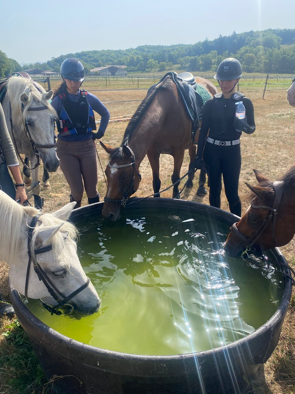 Un été aux écuries du Rosey, centre équestre et école d'équitation dans le pays de Gex