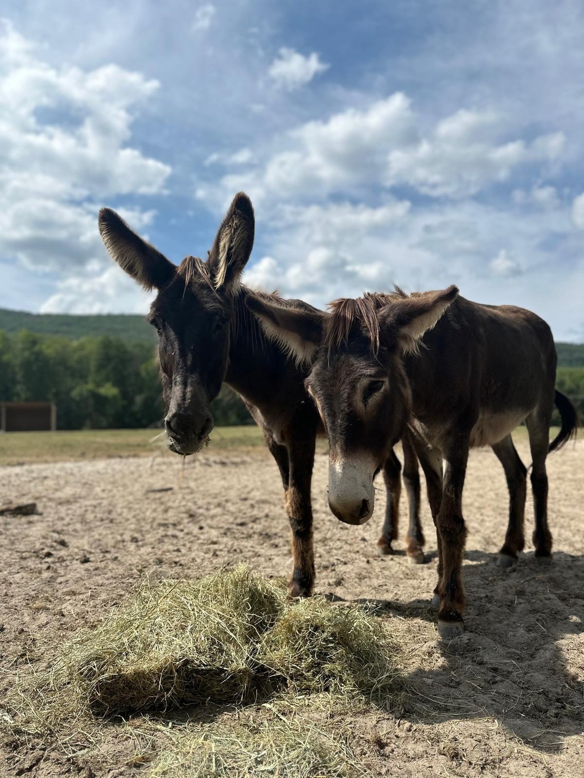 Un été aux écuries du Rosey, centre équestre et école d'équitation dans le pays de Gex