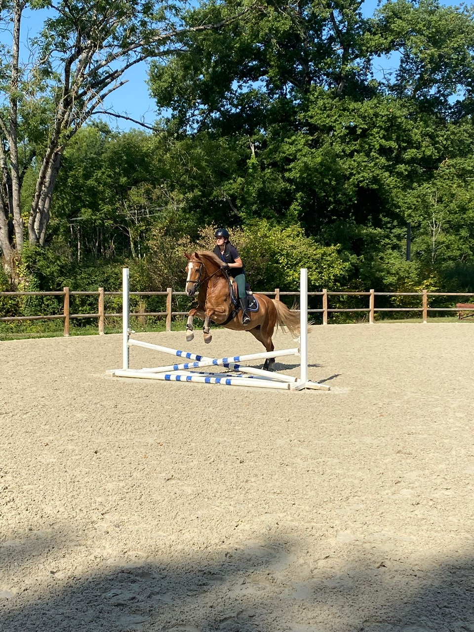 Un été aux écuries du Rosey, centre équestre et école d'équitation dans le pays de Gex