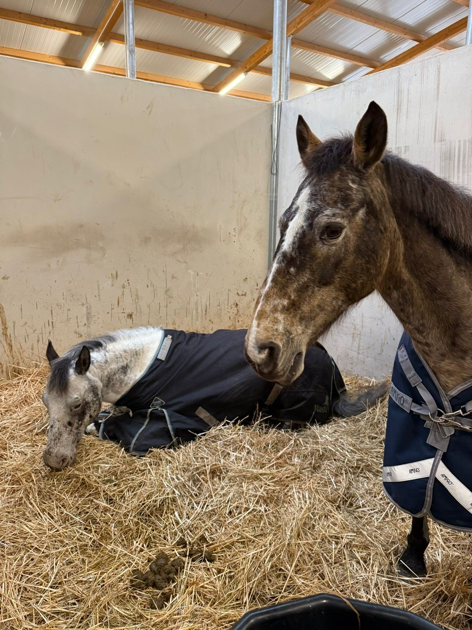 Compétition de Noël !