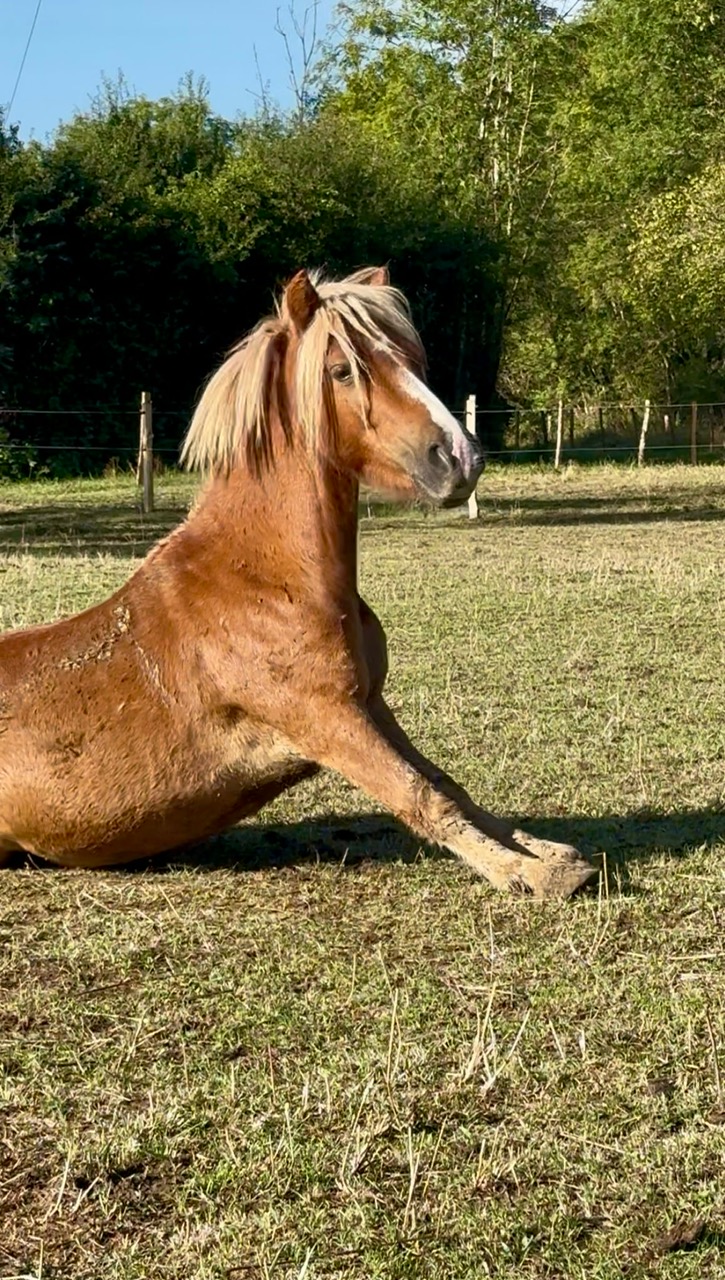 Les vacances des chevaux et poneys du Rosey !