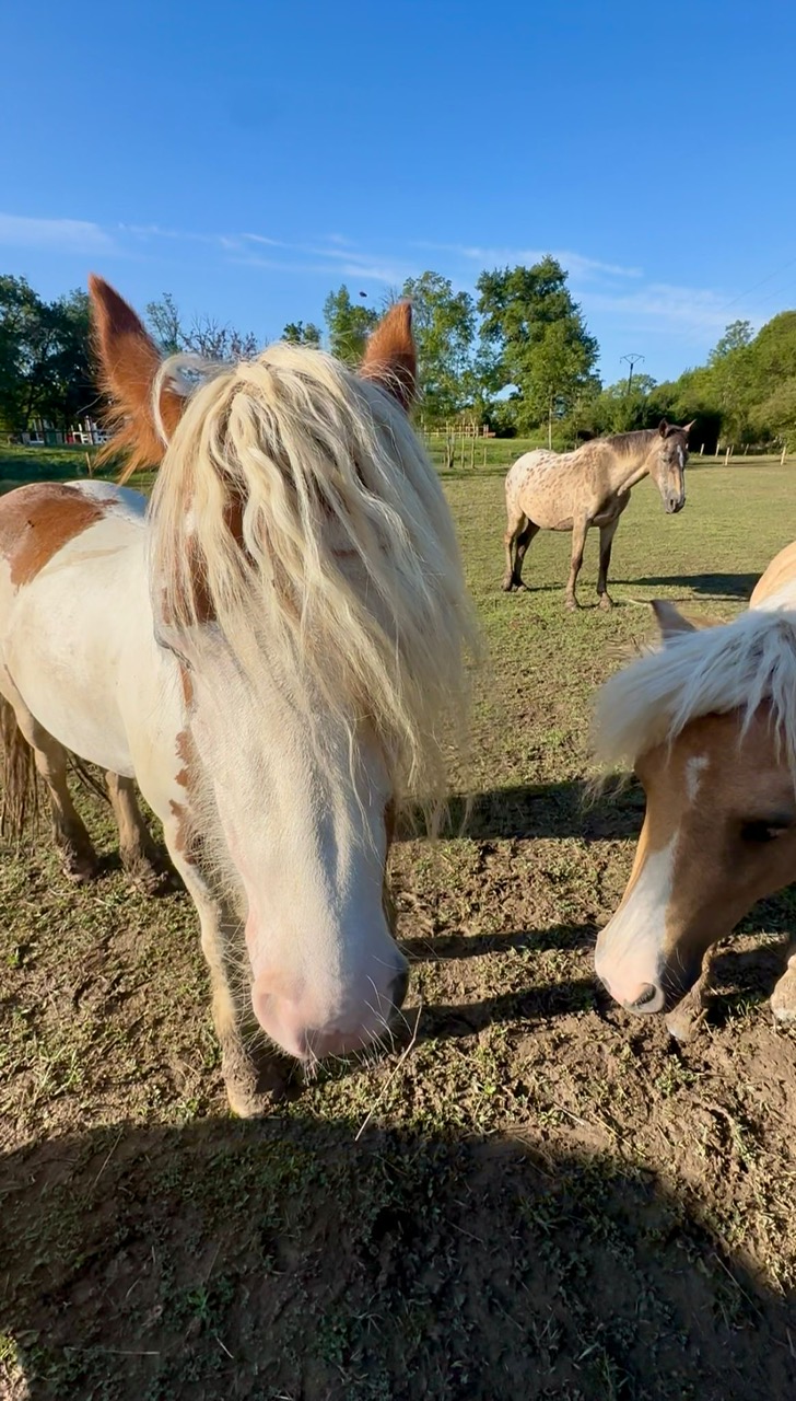 Les vacances des chevaux et poneys du Rosey !