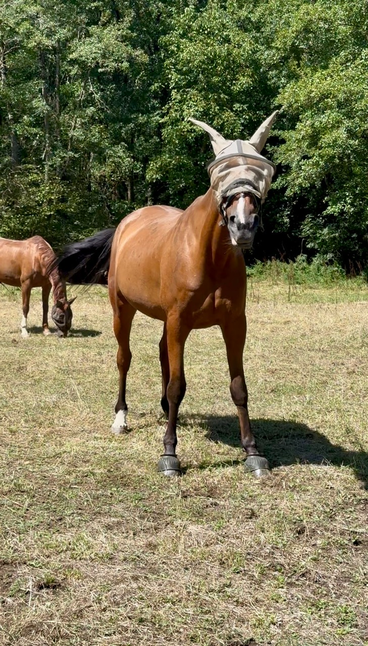 Les vacances des chevaux et poneys du Rosey !