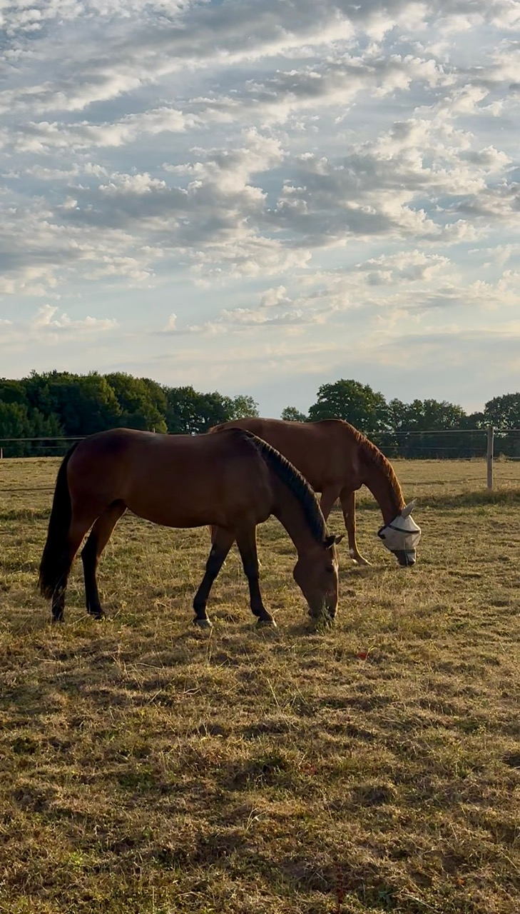 Les vacances des chevaux et poneys du Rosey !