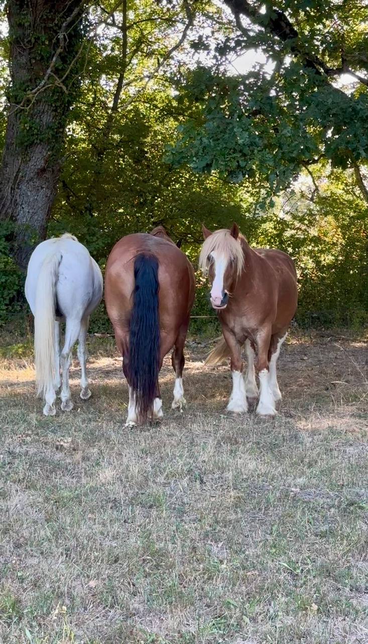 Les vacances des chevaux et poneys du Rosey !