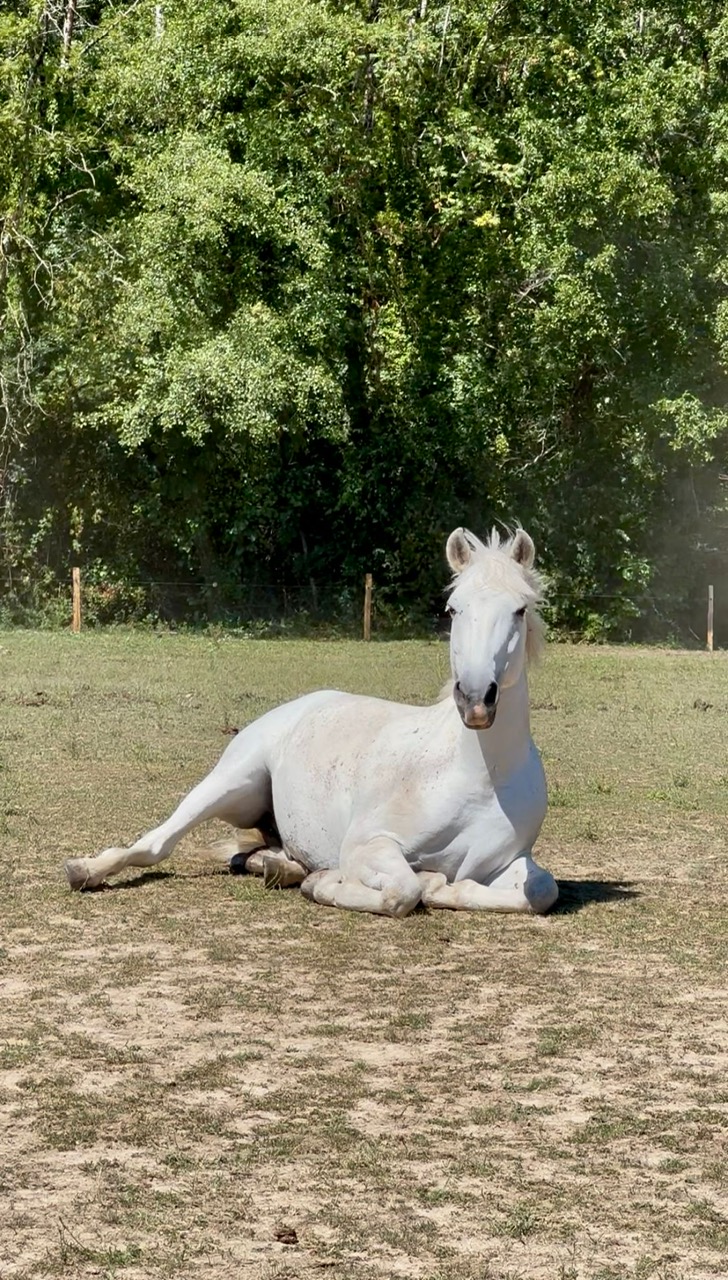 Les vacances des chevaux et poneys du Rosey !
