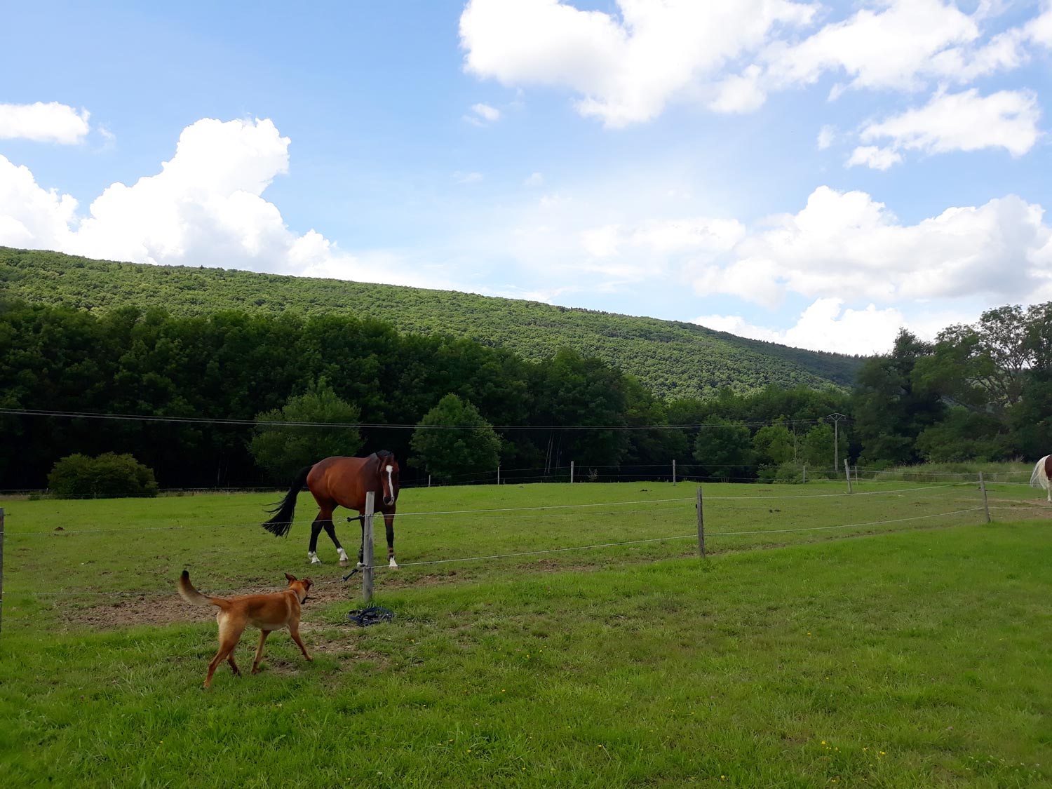 Green life ! Green life !