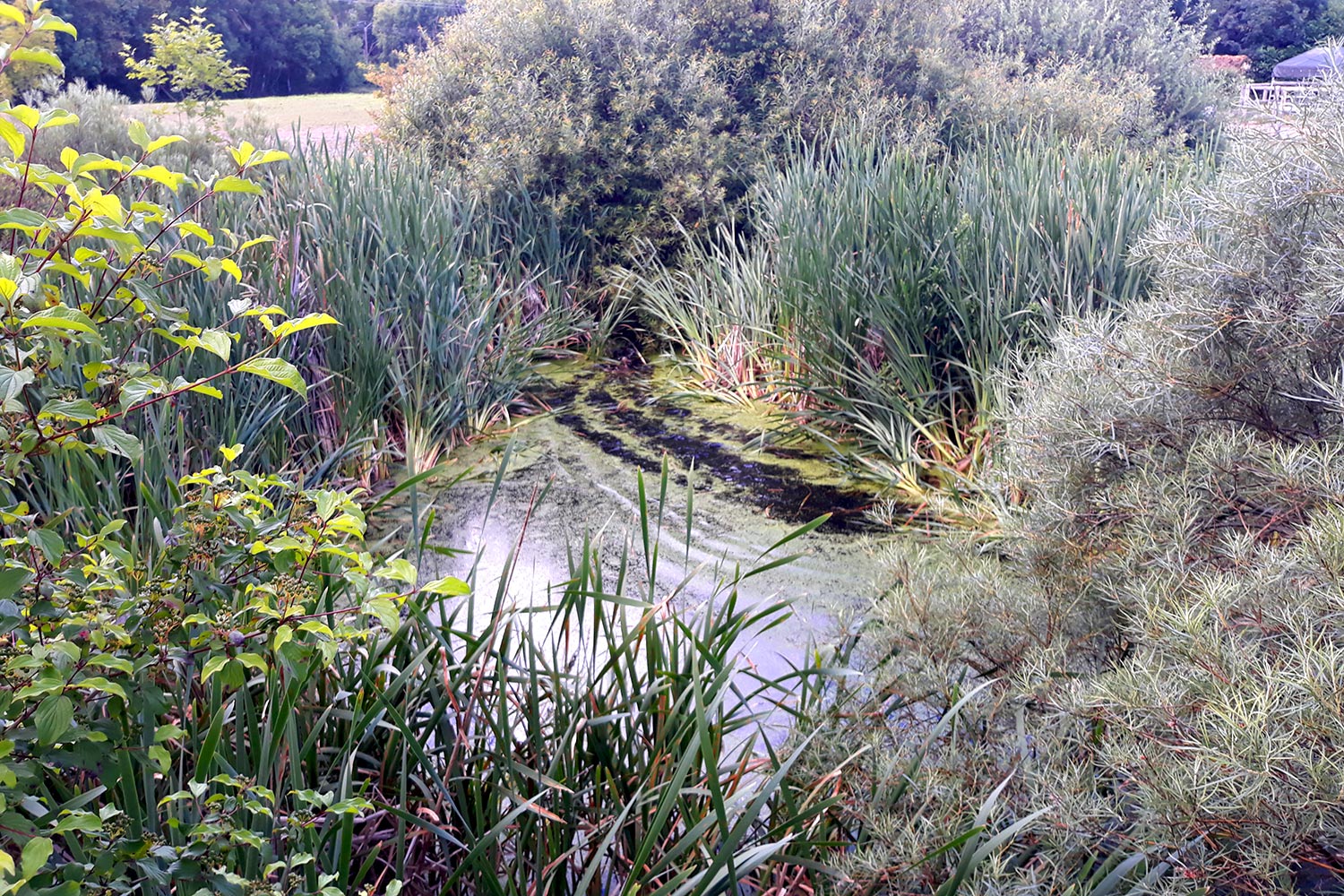 Etang sauvage