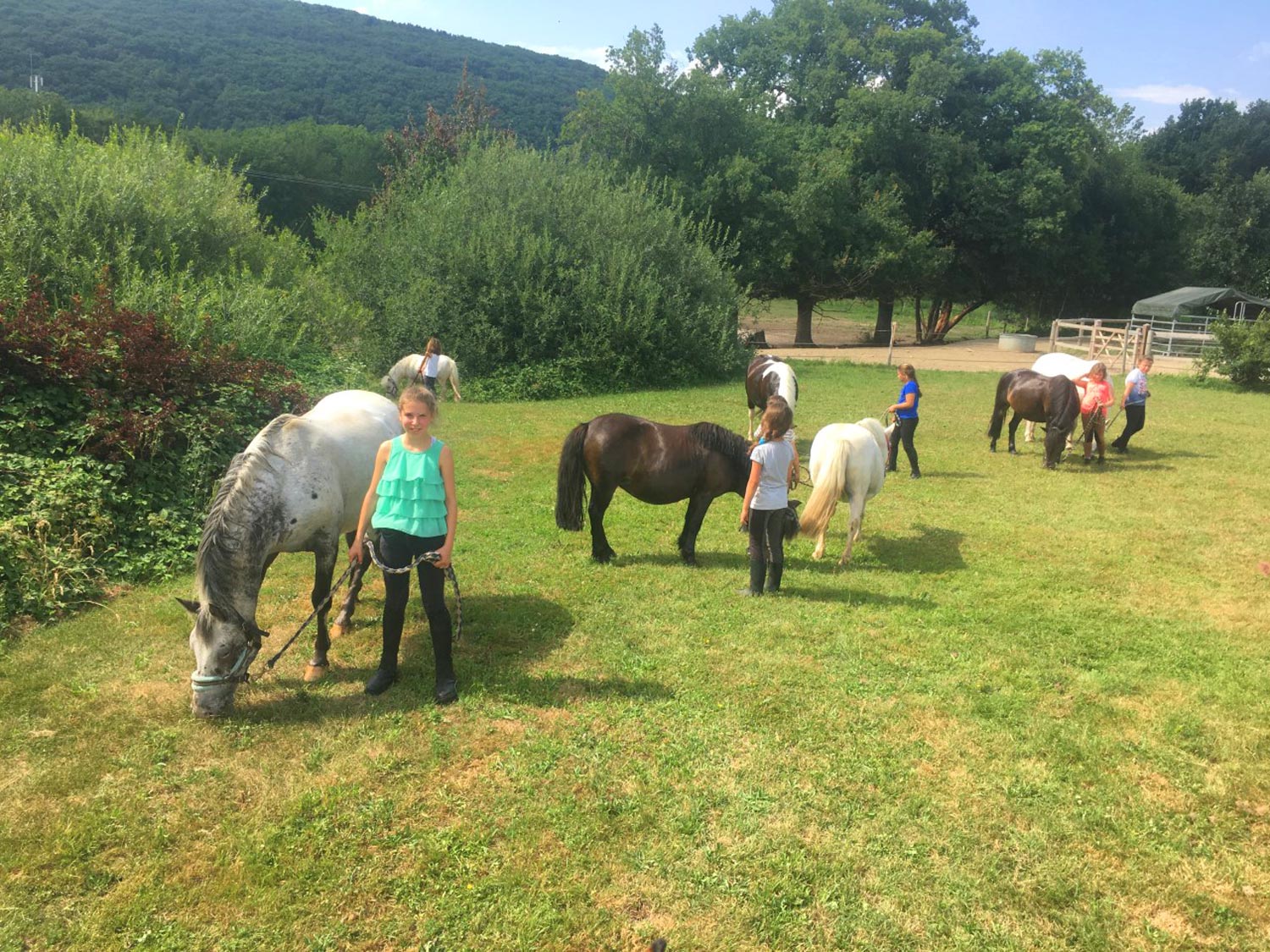 Faire brouter son poney !