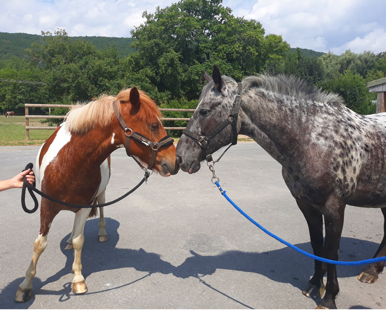 Nos amours de poneys aux Écuries du Rosey