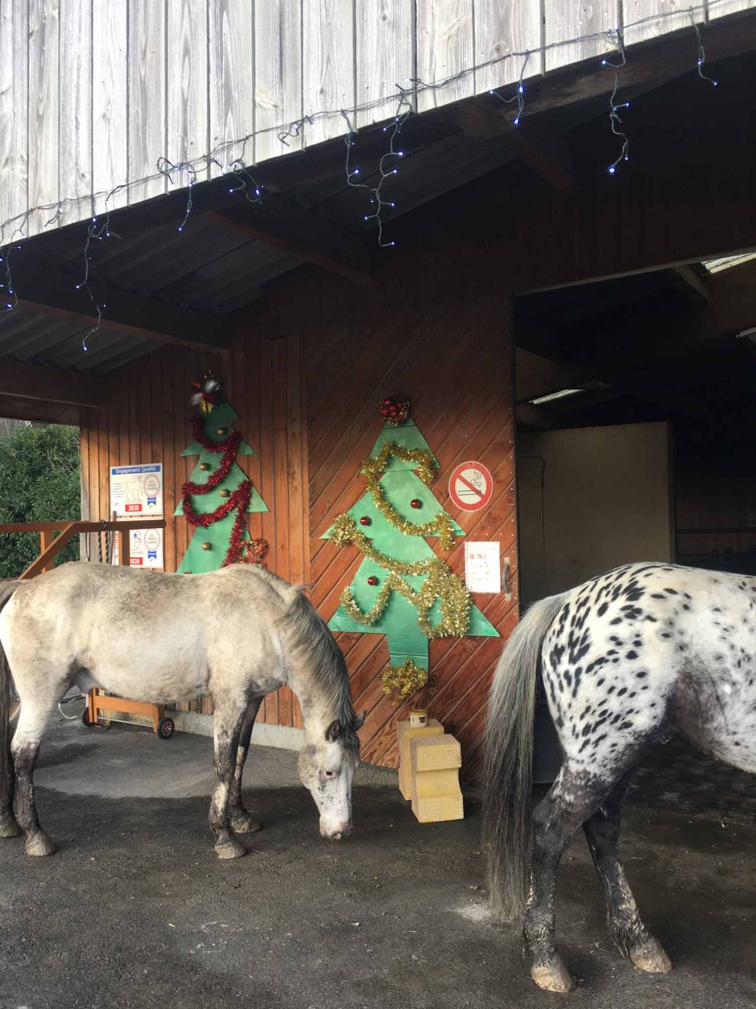 Les vacances de Noël sont terminées pour les poneys des Écuries du Rosey !