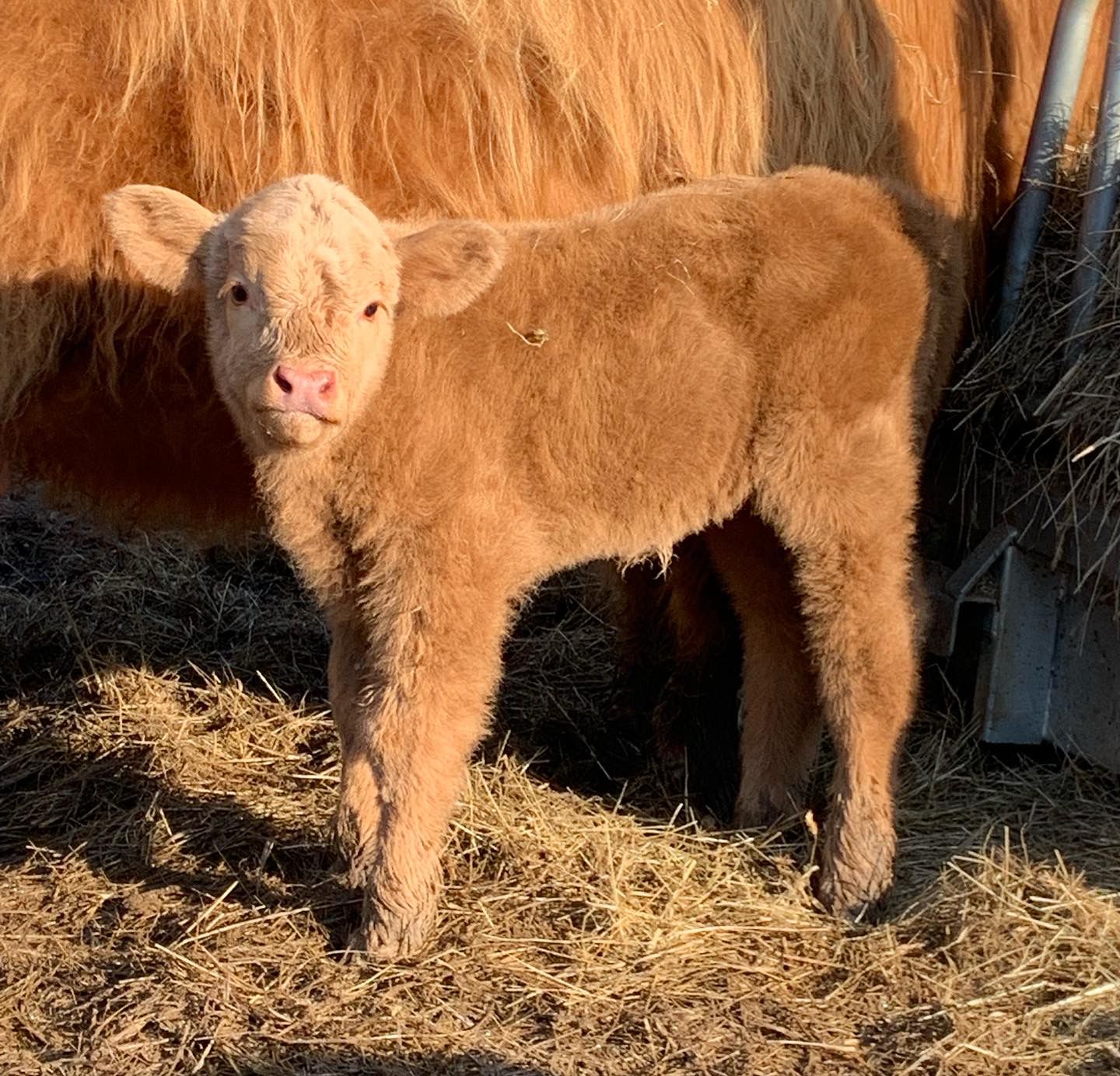 Naissance de Praline