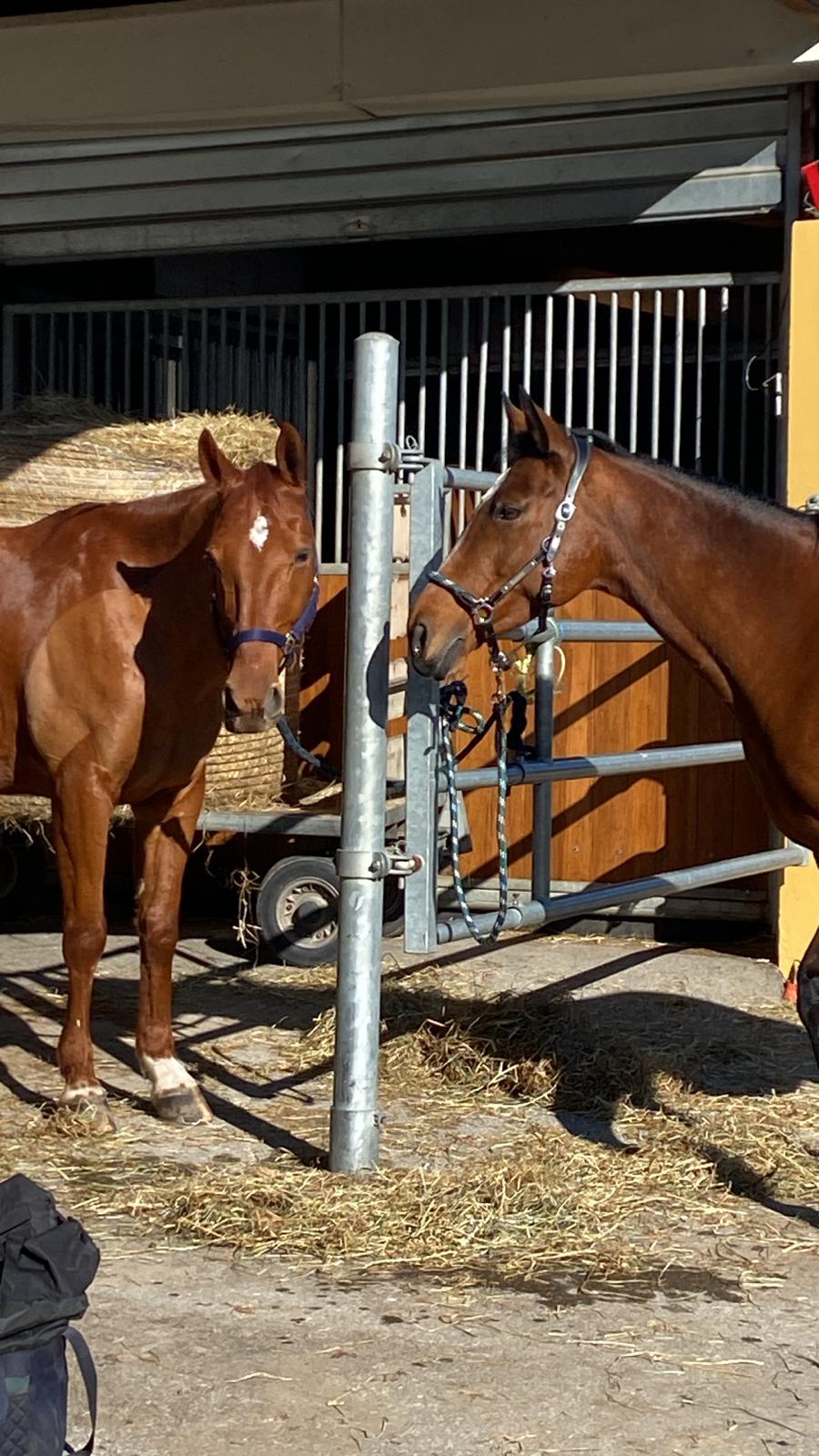 Les stages compétitions de perfectionnement ont repris ! 