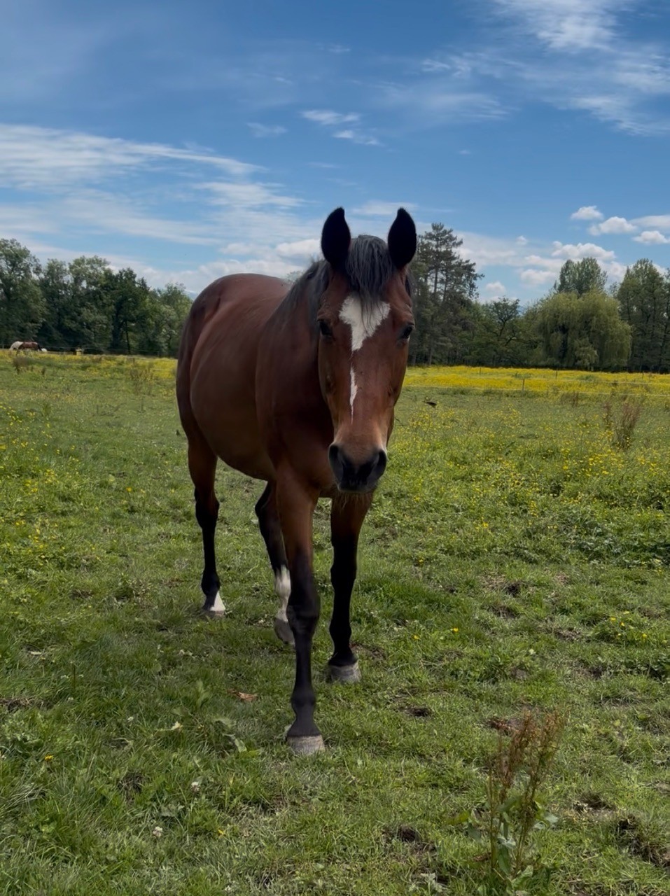 Les vacances des chevaux et poneys du Rosey !
