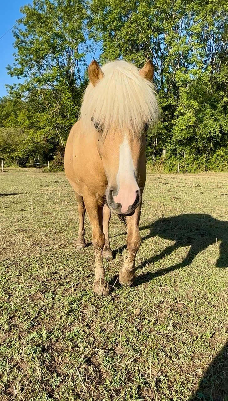 Les vacances des chevaux et poneys du Rosey !