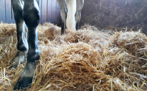 Le lit douillet de nos poneys !