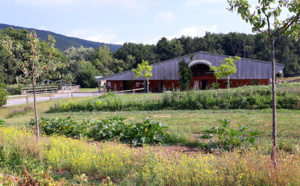 Jolies courgettes de notre potager