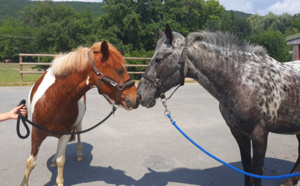 Nos amours de poneys aux Écuries du Rosey