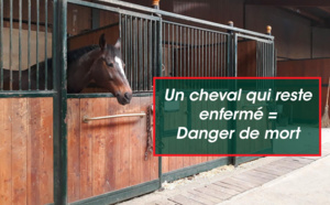 Le confinement pour nos équidés aux Écuries du Rosey