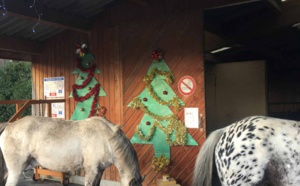 Les vacances de Noël sont terminées pour les poneys des Écuries du Rosey !