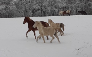 Il neige et les poneys de notre centre équestre des Écuries du Rosey s'en donnent à coeur joie !