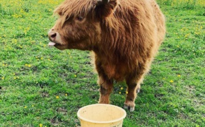 Molly notre nouvelle mascotte aux Écuries du Rosey !