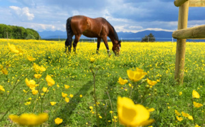 Magnifique le printemps aux Écuries du Rosey, poney club à 5min de Divonne les Bains