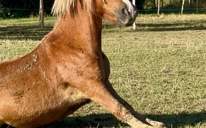 Les vacances des chevaux et poneys du Rosey !