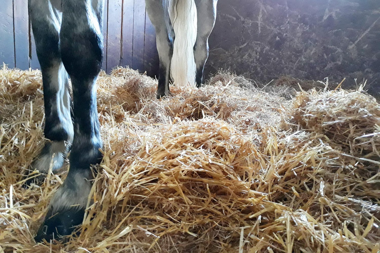 Le Poney Cub des Écuries du Rosey dans le pays de Gex, les écuries 13