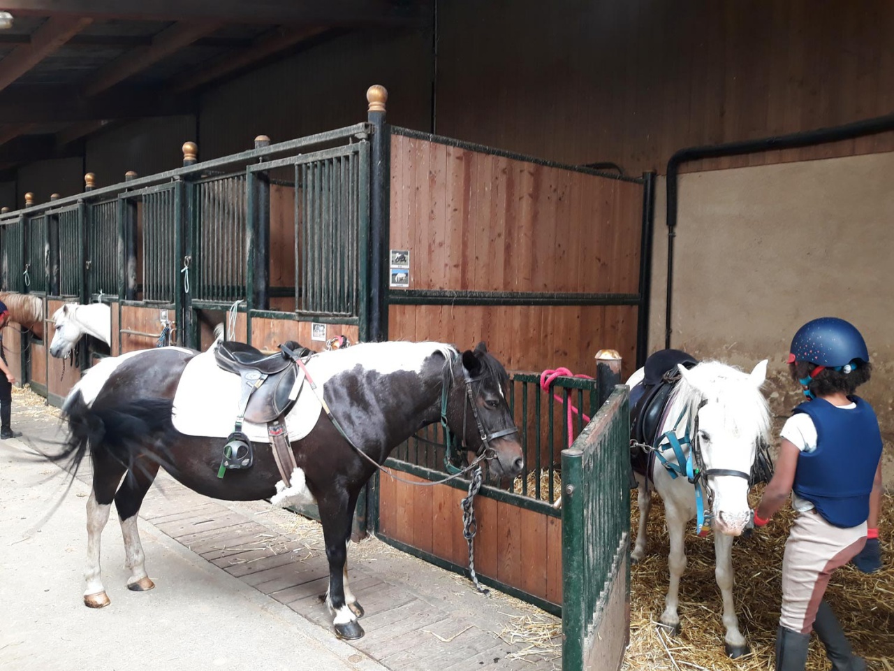 Le Poney Cub des Écuries du Rosey dans le pays de Gex, les écuries 22