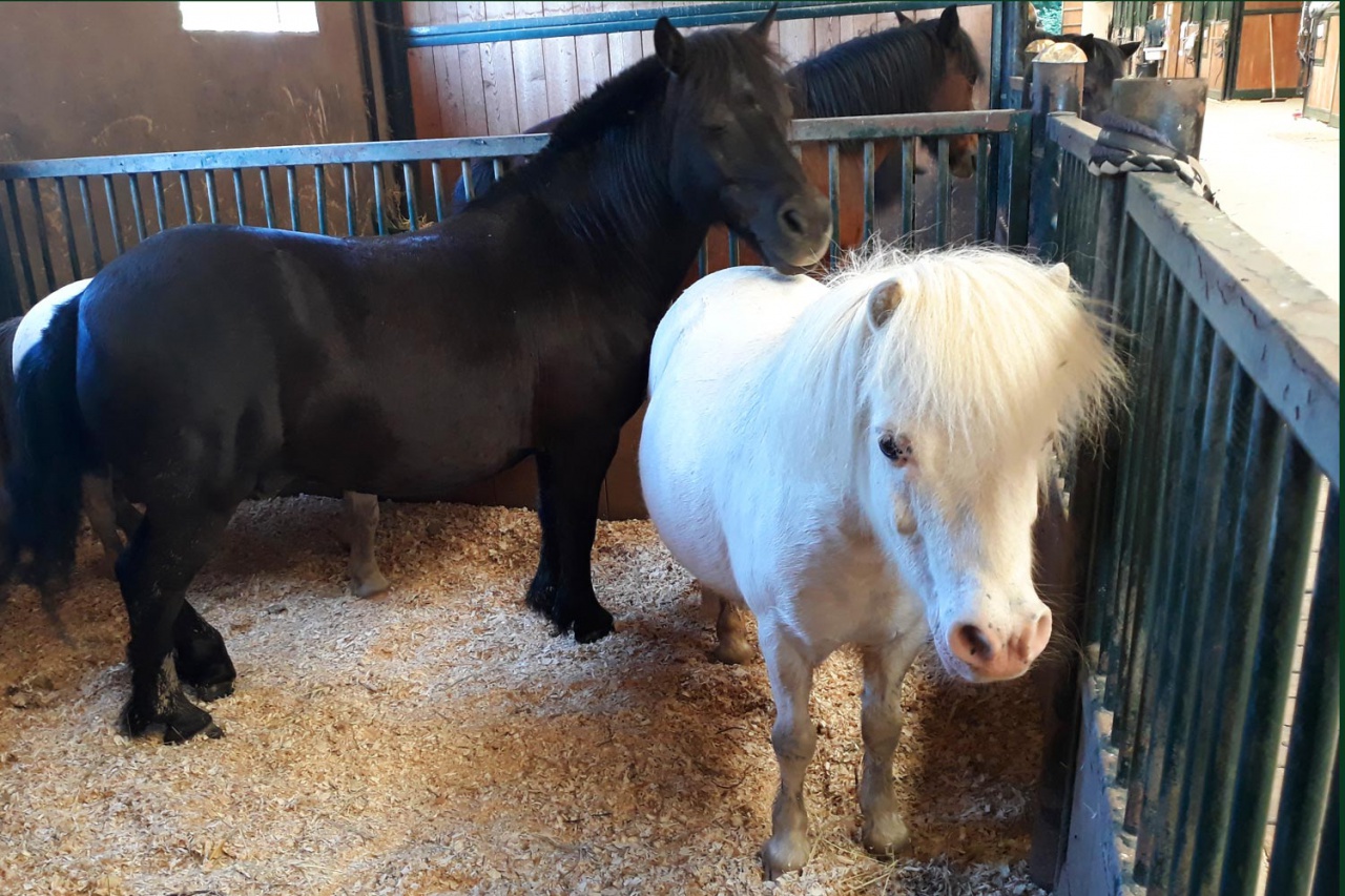 Centre équestre des Écuries du Rosey dans le pays de Gex, nos poneys et chevaux 06